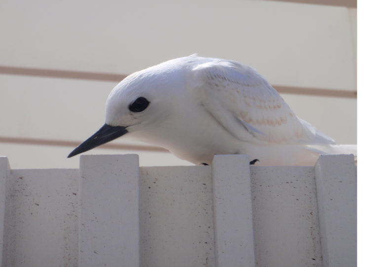 WhiteTern OnFence 1